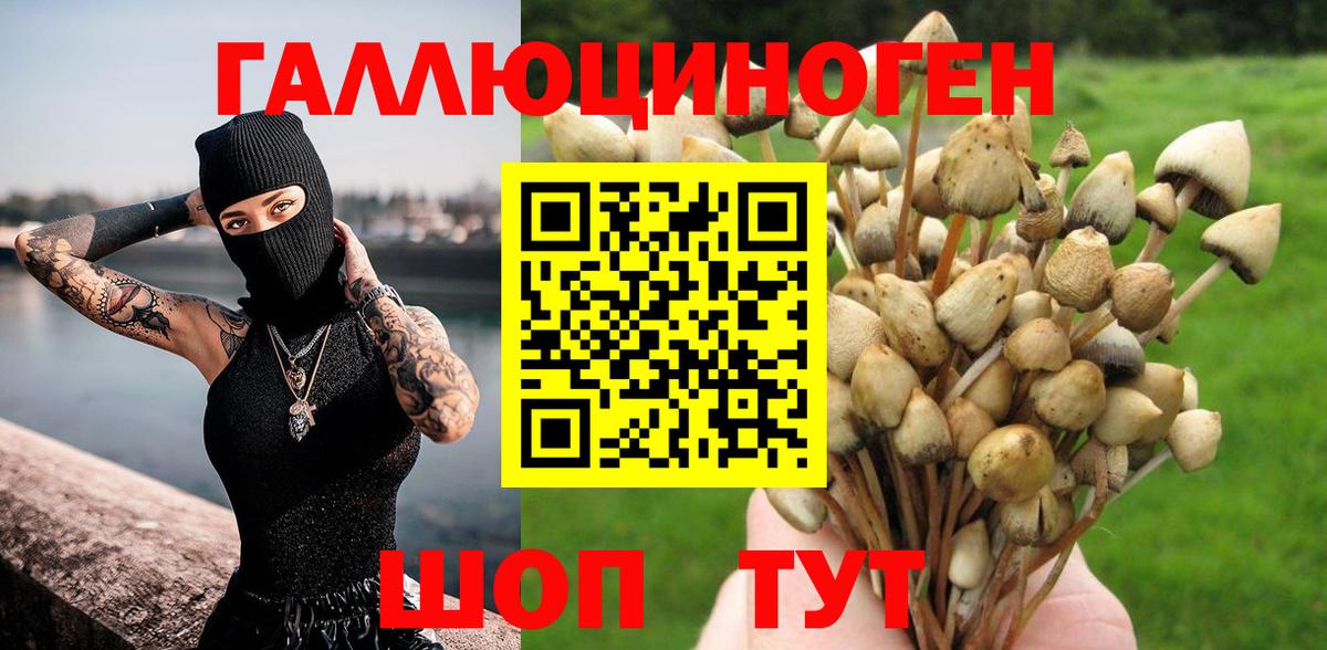 Галлюциногенные грибы Psilocybe Обнинск